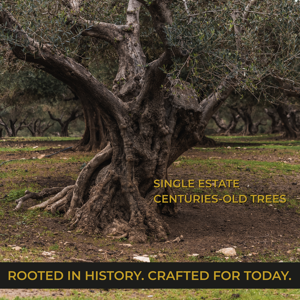 Elea Rokka single estate olive oil bottle in ancient Koroneiki olive tree Crete