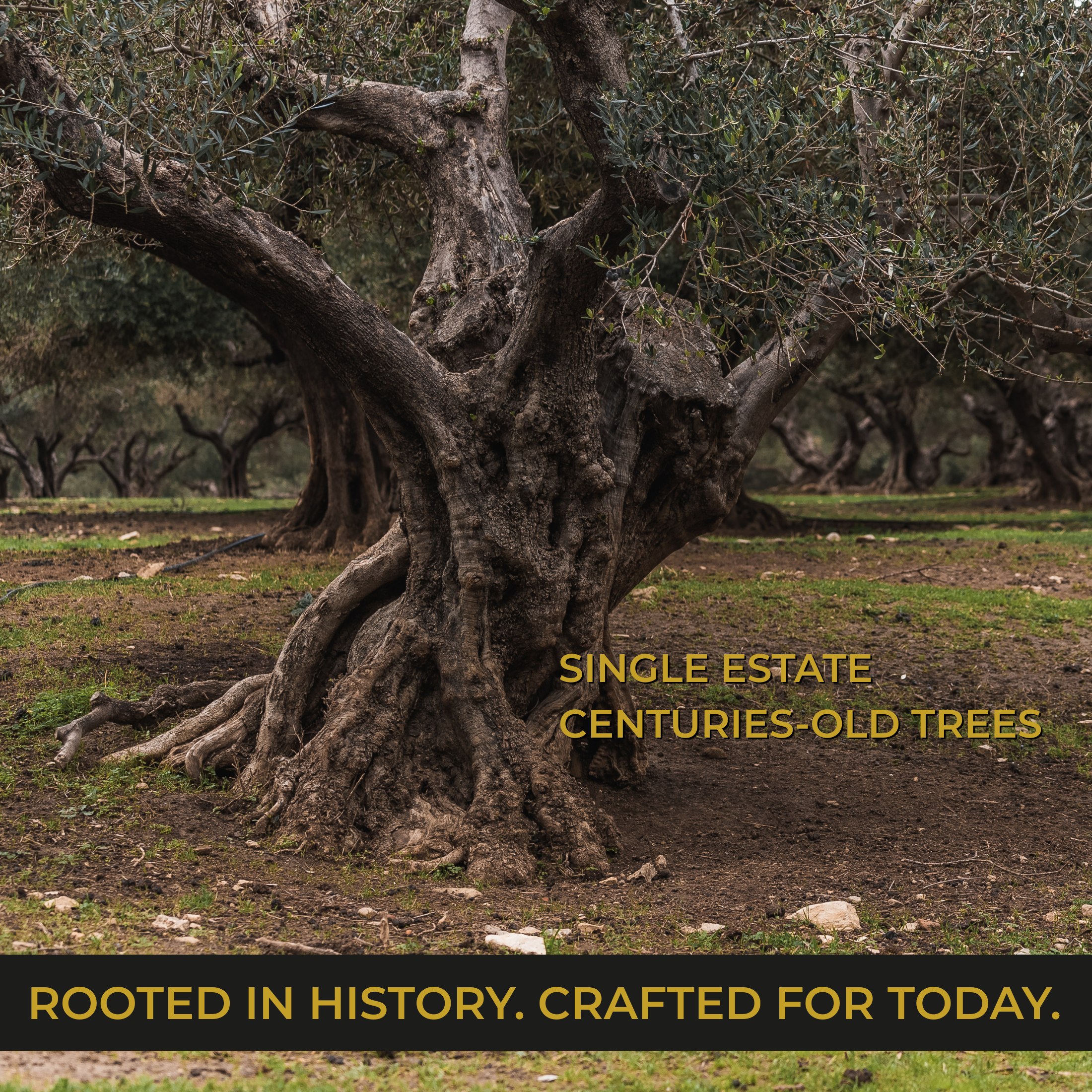 Elea Rokka single estate olive oil bottle in ancient Koroneiki olive tree Crete