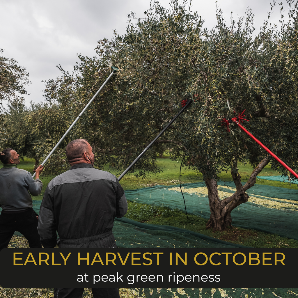 Yiannarakis estate workers hand-harvesting Koroneiki olives in October at peak green ripeness Rokka Kissamou Crete