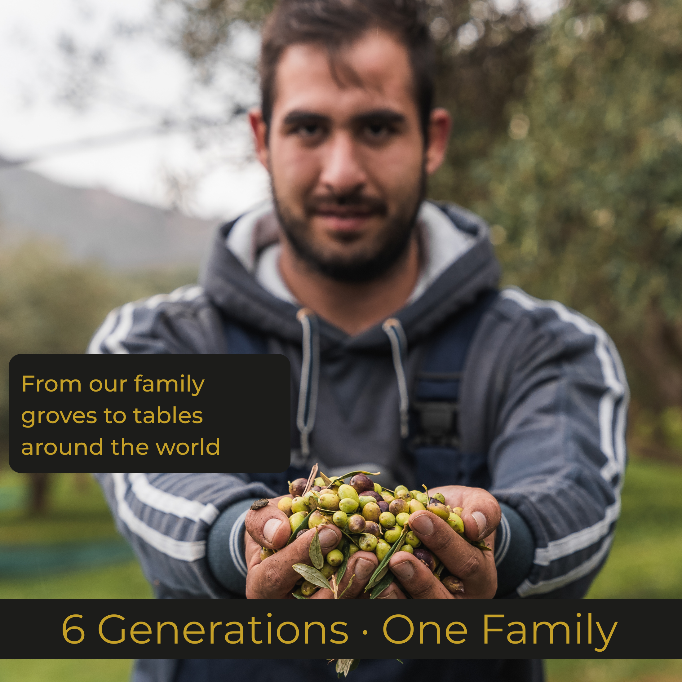 Raphael Yiannarakis holding freshly harvested Koroneiki olives Rokka Kissamou Crete